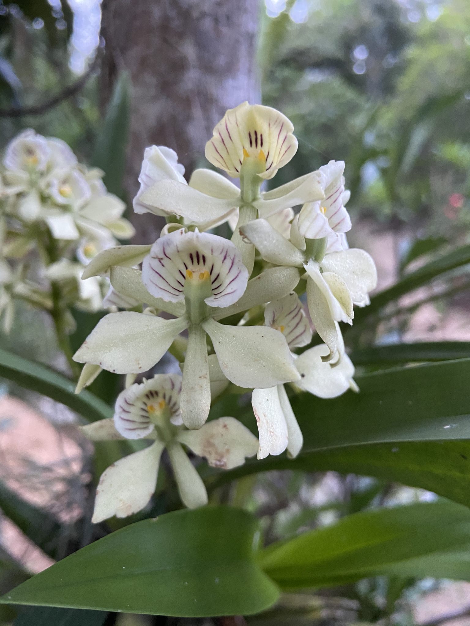 Prosthechea radiata
